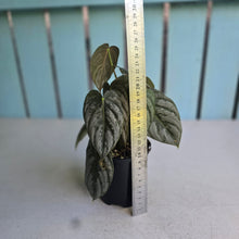 Load image into Gallery viewer, #R882 Philodendron Melanochrysum x Brandtianum