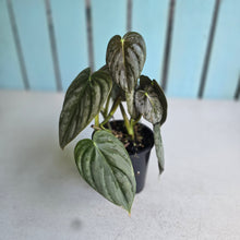 Load image into Gallery viewer, #R882 Philodendron Melanochrysum x Brandtianum