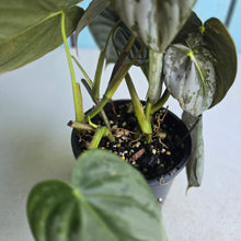 Load image into Gallery viewer, #R882 Philodendron Melanochrysum x Brandtianum