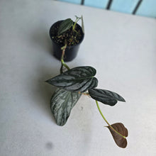 Load image into Gallery viewer, #R31 Philodendron Melanochrysum x Brandtianum