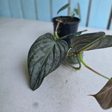 Load image into Gallery viewer, #R31 Philodendron Melanochrysum x Brandtianum