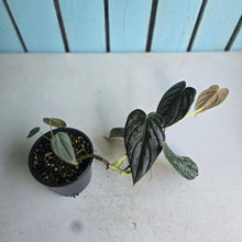 Load image into Gallery viewer, #R31 Philodendron Melanochrysum x Brandtianum