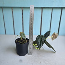 Load image into Gallery viewer, #R31 Philodendron Melanochrysum x Brandtianum
