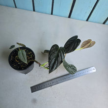 Load image into Gallery viewer, #R31 Philodendron Melanochrysum x Brandtianum