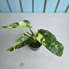 Load image into Gallery viewer, #RD18 Philodendron Jose Buono