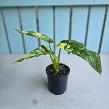 Load image into Gallery viewer, #RD18 Philodendron Jose Buono