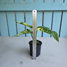 Load image into Gallery viewer, #RD18 Philodendron Jose Buono