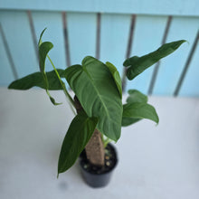 Load image into Gallery viewer, #RD23 Two x Headed Philodendron Tenue