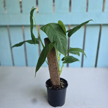 Load image into Gallery viewer, #RD23 Two x Headed Philodendron Tenue