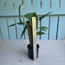 Load image into Gallery viewer, #RD23 Two x Headed Philodendron Tenue