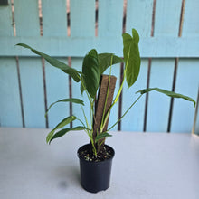 Load image into Gallery viewer, #RD23 Two x Headed Philodendron Tenue