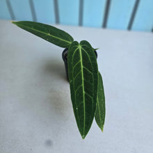 Load image into Gallery viewer, #RS1 Anthurium Warocqueanum