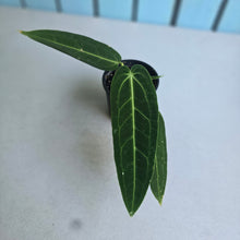 Load image into Gallery viewer, #RS1 Anthurium Warocqueanum