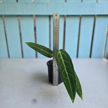 Load image into Gallery viewer, #RS1 Anthurium Warocqueanum