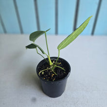 Load image into Gallery viewer, #RS1 Anthurium Warocqueanum