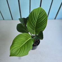 Load image into Gallery viewer, #RD16 Philodendron Geniculatum