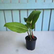 Load image into Gallery viewer, #RD16 Philodendron Geniculatum