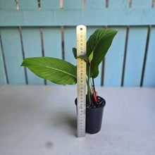 Load image into Gallery viewer, #RD16 Philodendron Geniculatum