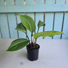 Load image into Gallery viewer, #RD16 Philodendron Geniculatum