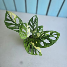 Load image into Gallery viewer, #RB11 Variegated Monstera Adansonii