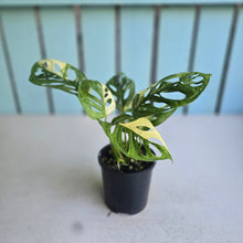 Load image into Gallery viewer, #RB11 Variegated Monstera Adansonii