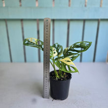 Load image into Gallery viewer, #RB11 Variegated Monstera Adansonii