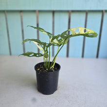 Load image into Gallery viewer, #RB11 Variegated Monstera Adansonii