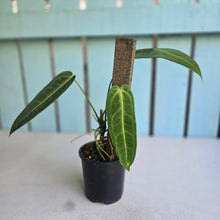 Load image into Gallery viewer, #RA7 Anthurium Warocqueanum