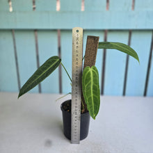 Load image into Gallery viewer, #RA7 Anthurium Warocqueanum
