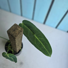 Load image into Gallery viewer, #RA7 Anthurium Warocqueanum