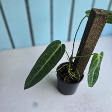 Load image into Gallery viewer, #RA7 Anthurium Warocqueanum