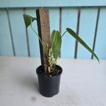Load image into Gallery viewer, #RA7 Anthurium Warocqueanum