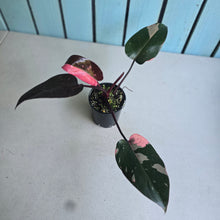 Load image into Gallery viewer, #R105 Philodendron Pink Princess