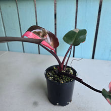 Load image into Gallery viewer, #R105 Philodendron Pink Princess