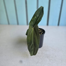 Load image into Gallery viewer, #R95 Anthurium NOID x Warocqueanum