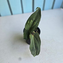 Load image into Gallery viewer, #R95 Anthurium NOID x Warocqueanum