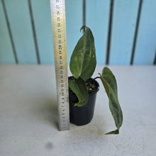 Load image into Gallery viewer, #R95 Anthurium NOID x Warocqueanum