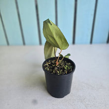 Load image into Gallery viewer, #R95 Anthurium NOID x Warocqueanum