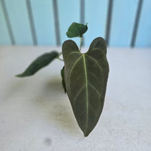 Load image into Gallery viewer, #R88 Anthurium NOID x Warocqueanum