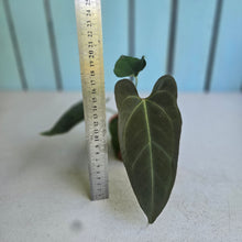 Load image into Gallery viewer, #R88 Anthurium NOID x Warocqueanum