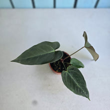 Load image into Gallery viewer, #R88 Anthurium NOID x Warocqueanum