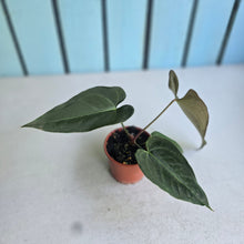 Load image into Gallery viewer, #R88 Anthurium NOID x Warocqueanum