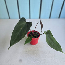 Load image into Gallery viewer, #RA6 Anthurium NOID x Warocqueanum