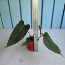 Load image into Gallery viewer, #RA6 Anthurium NOID x Warocqueanum