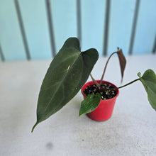 Load image into Gallery viewer, #RA6 Anthurium NOID x Warocqueanum