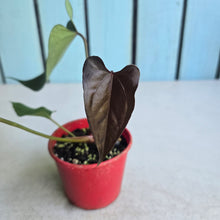 Load image into Gallery viewer, #RA6 Anthurium NOID x Warocqueanum