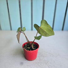 Load image into Gallery viewer, #RA6 Anthurium NOID x Warocqueanum