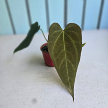 Load image into Gallery viewer, #D26 Anthurium NOID x Warocqueanum