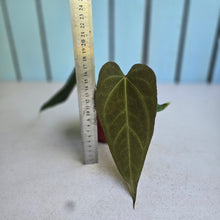 Load image into Gallery viewer, #D26 Anthurium NOID x Warocqueanum