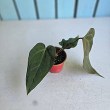 Load image into Gallery viewer, #D26 Anthurium NOID x Warocqueanum